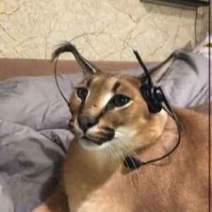 Meet your Posher, Vance